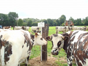 Vaches adulte en lactation Concours de Bovins au Comice agricole de Blangy le Château